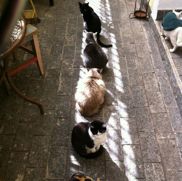 Kediler Güneşi Neden Bu Kadar Çok Sever